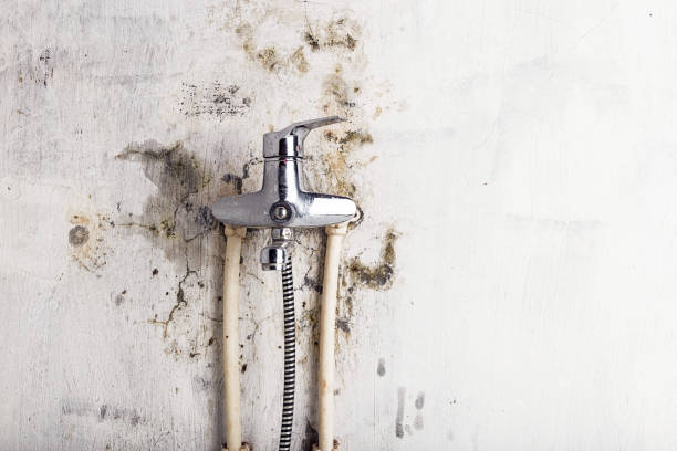 Best Fast Mold Removal  in Lomita, CA