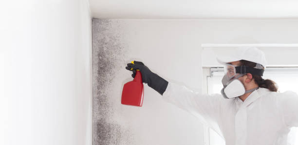 Best Local Mold Removal Service  in Lomita, CA