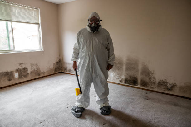 Best Certified Mold Removal  in Lomita, CA