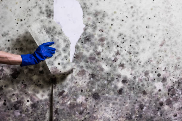 Best Mold Damage Repair  in Lomita, CA