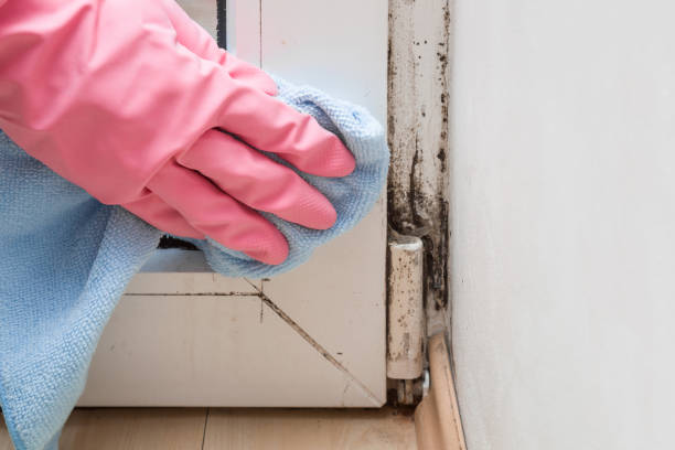 Best Toxic Mold Removal  in Lomita, CA