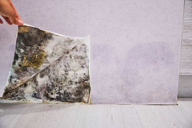 Best Professional Mold Removal  in Lomita, CA